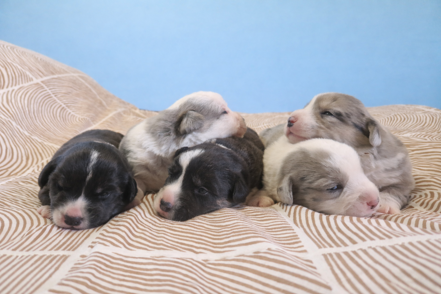 B-pentue osallistuu Lavly pentujoogaan 10.5.2026.