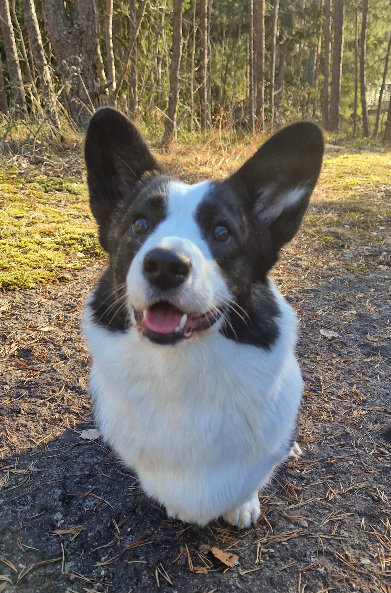 Lulu 11kk